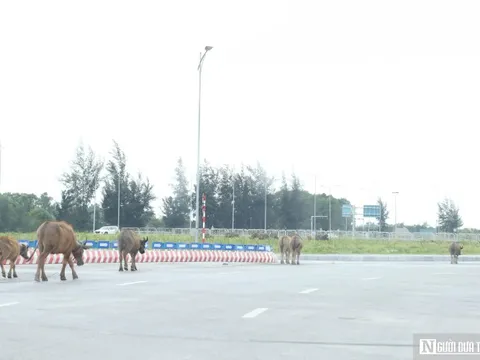 Ẩn hoạ từ những đàn trâu, bò thả rông trên đại lộ nghìn tỷ ở Nghệ An