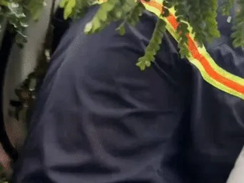 Bão số 10 Bualoi: Sáu người mắc kẹt trong ô tô bị cây đổ đè