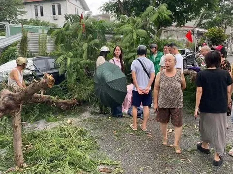 Giông lốc khiến cây phượng bất ngờ gãy đổ đè 1 cháu bé bị thương