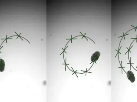 Tạo ra robot sống siêu nhỏ, giúp đưa thuốc vào cơ thể