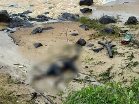 Quảng Trị: 12 người mất tích do bão số 10