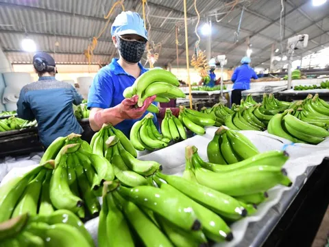 Xuất khẩu rau quả bứt phá, 15 ngày mang về 650 triệu USD