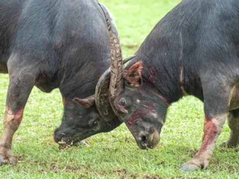 12 phút nghẹt thở: Trận chọi trâu kịch tính nhất Lễ hội Đồ Sơn 2025