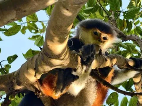 Giải cứu 'nữ hoàng linh trưởng' quý hiếm mắc bẫy trên bán đảo Sơn Trà