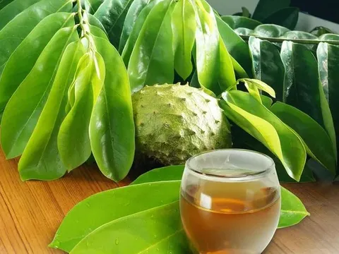 Trà từ lá mãng cầu có thật sự chữa được ung thư nội mạc tử cung?