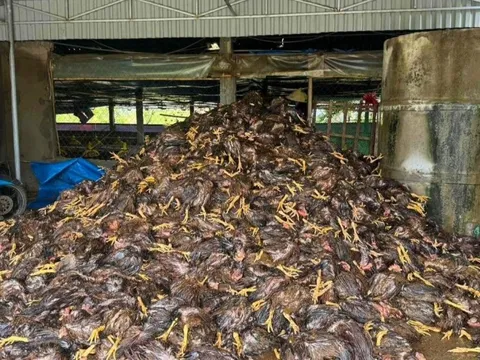 Hàng chục nghìn con gà chết sau bão, nhiều chủ trại ở Nghệ An trắng tay