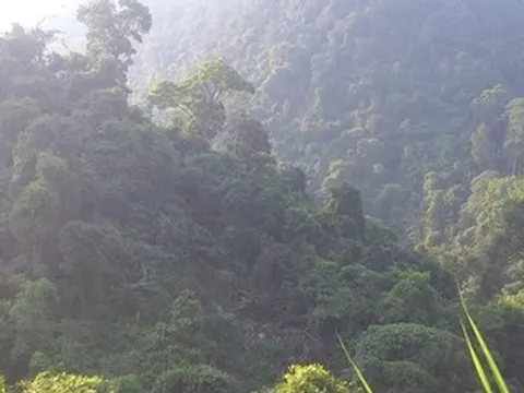 Hổ xuất hiện ở Phú Thọ