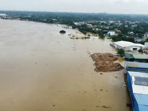 Lũ sông Lô dâng cao 'chóng mặt', người dân Phú Thọ lùa lợn đi tránh lũ