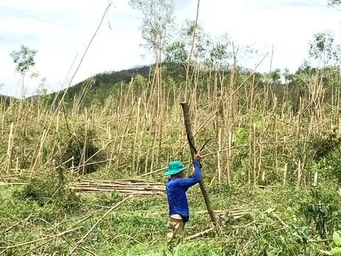 Đồi keo xanh bạt ngàn nay xác xơ gãy ngang thân vì bão Bualoi