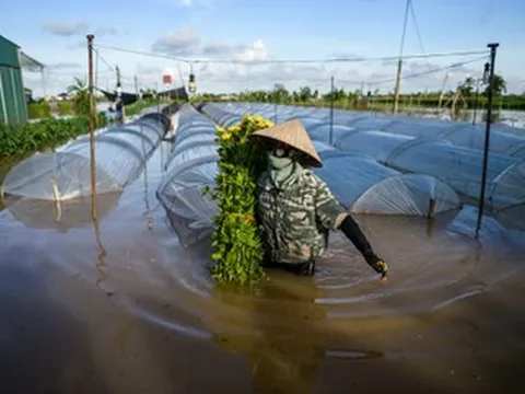 Chạy đua với nước lũ, người dân vựa hoa lớn nhất Ninh Bình cắt bán tháo từng bó