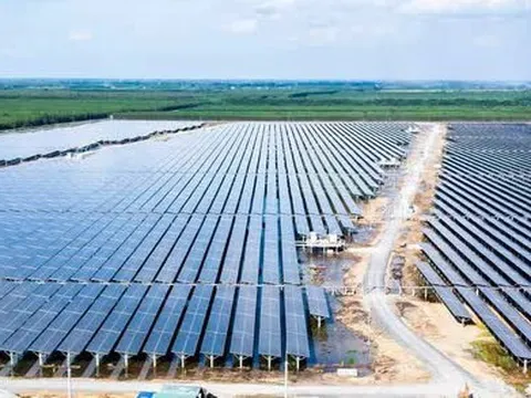 Cổ phiếu bị đình chỉ, Bamboo Capital và Tracodi xin lỗi cổ đông