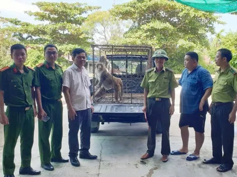 "Vị khách không mời" xuất hiện trong vườn nhà dân, hóa ra là loài quý hiếm