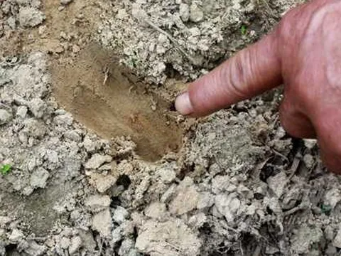 Thực hư thông tin “hổ xuất hiện ở Phú Thọ”