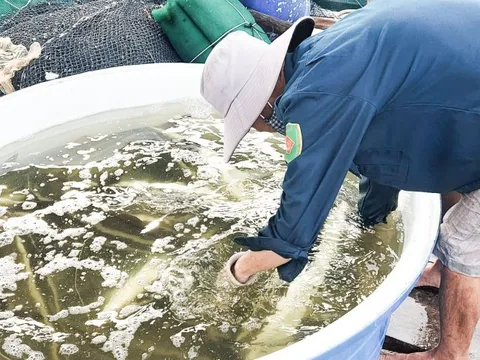 Dân nuôi thủy sản ở Phú Quốc vui vì giá cá bớp, nhiều người không đủ hàng để bán