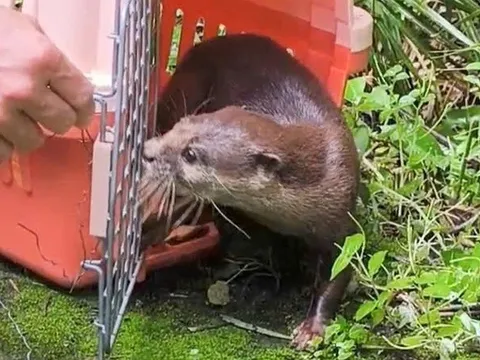 Rái cá vuốt bé vật chứng trong vụ án được thả về rừng phòng hộ Cần Giờ