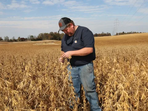 Mỹ chuẩn bị tung gói cứu trợ 10 tỉ USD cho nông dân thiệt hại vì thương chiến