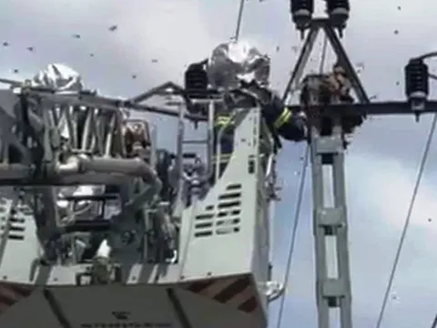 Bị tổ ong vò vẽ trên trụ điện cao thế tấn công, nhiều người dân bỏ chạy tán loạn