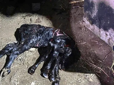 Lạ lùng bò mẹ sinh bê con 6 chân ở Quảng Ngãi