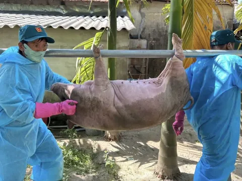Hàng ngàn con heo chết vì dịch tả heo châu Phi: Vắc xin thôi chưa đủ!