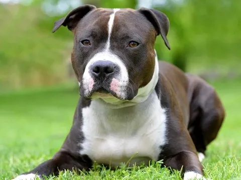Con trai bị chó Pitbull cắn tử vong tại nhà, người cha bị bắt