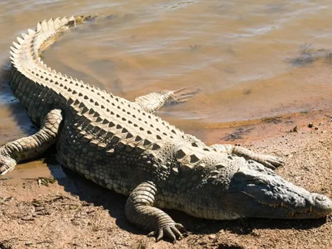 Cá sấu của khu du lịch sổng chuồng, cắn người dân bên sông