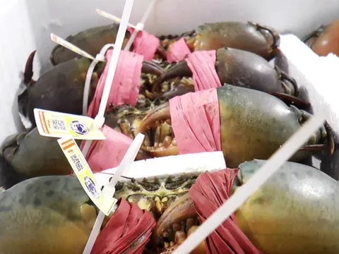 Nhiều hợp tác xã ở Cà Mau ký kết hợp tác đưa cua ra thế giới