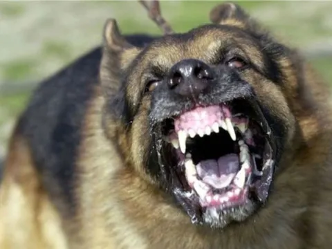 Ổ dịch chó dại mới xuất hiện ở Quảng Ngãi