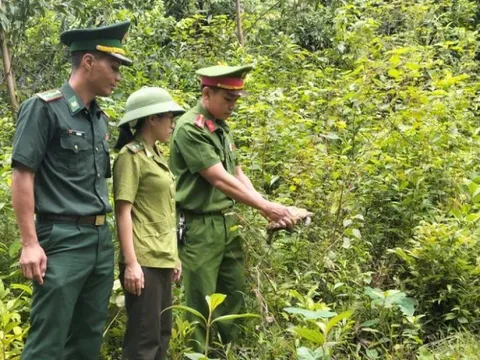 Người dân vùng biển bất ngờ bắt được rùa quý hiếm nằm trong Sách đỏ