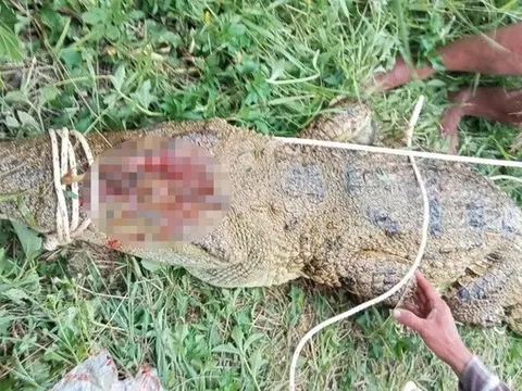 Bắt được cá sấu nghi tấn công người trên sông