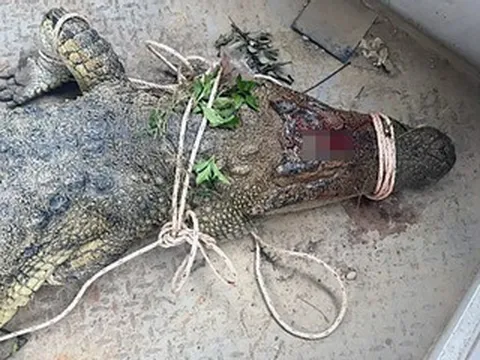 Bắt được cá sấu dài 2,6m tấn công nam thanh niên ở Khánh Hòa