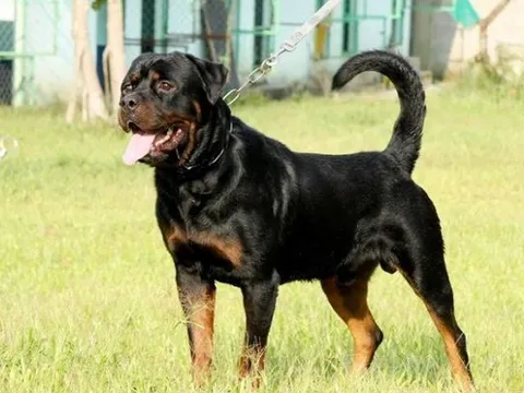 Bé trai 2 tuổi bị chó dữ cắn tử vong, nữ bảo mẫu lập tức bị bắt