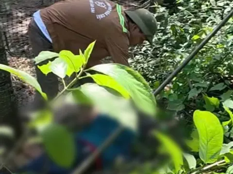 Bị điện cao thế giật khi hái cau, một người tử vong