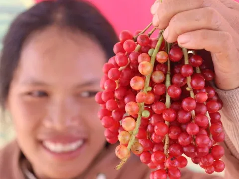 "Hạt ngọc trời" - ngũ vị tử trên đỉnh Ngọc Linh