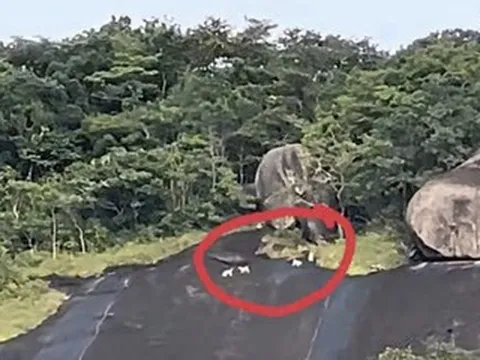 Bất ngờ với kết quả xác minh nghi vấn ‘khỉ trắng’ xuất hiện trên đảo Hòn Sơn