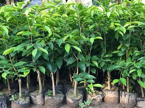 Quảng Trị: Công an cảnh báo về cây Kỳ Hải Nam