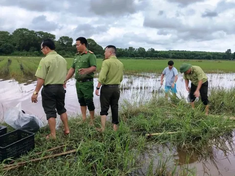 Xóa "ma trận" tận diệt chim trời