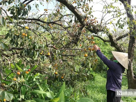 Người dân thủ phủ hồng ở Nghệ An thất thu vì cây bật gốc, quả rụng đầy sau bão