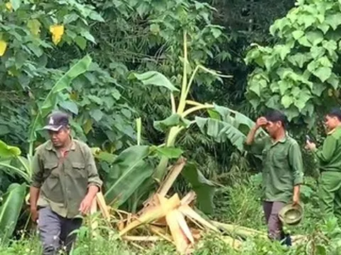 Phát hiện người đàn ông tử vong ở bìa rừng, hiện trường nhiều dấu chân voi