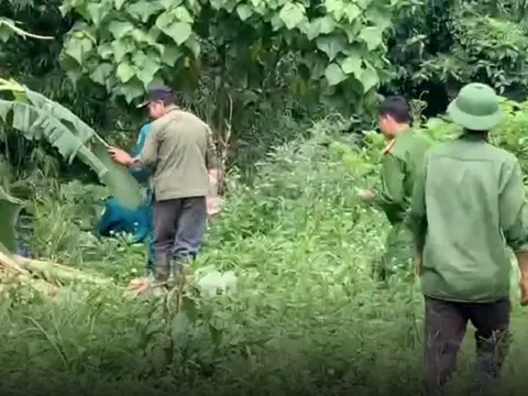 Người đàn ông đi hái măng rừng nằm chết, bên cạnh có dấu chân nghi của voi rừng