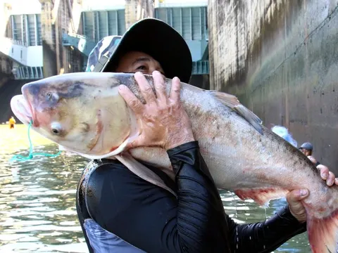 Thủy điện Trị An ngừng xả lũ, dân tranh nhau bắt cá dưới chân đập tràn