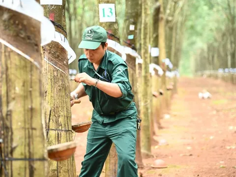 VRG vượt kế hoạch lợi nhuận năm 2025 ngay trong 9 tháng