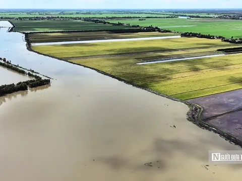 Vùng lũ "báo động đỏ", người dân Đồng Tháp Mười trắng đêm giữ ruộng vườn