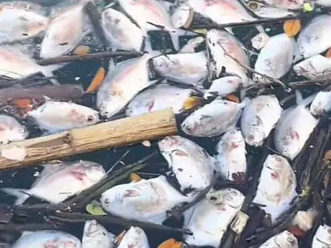 Cá lồng bè chết bất thường hàng loạt ở Đặc khu Vân Đồn
