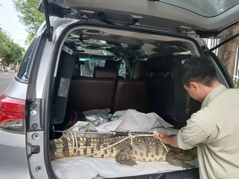 Cá sấu nặng hơn 50 kg “đi lạc” vào phố ở Gia Lai