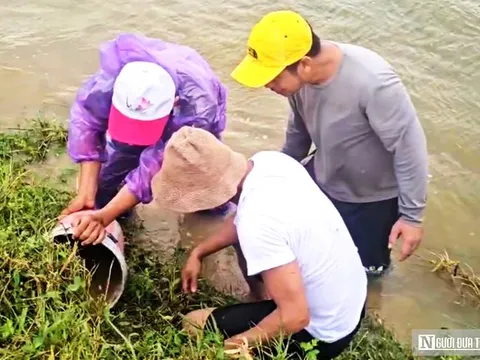 VIDEO: Săn chuột mùa nước lũ ở Huế