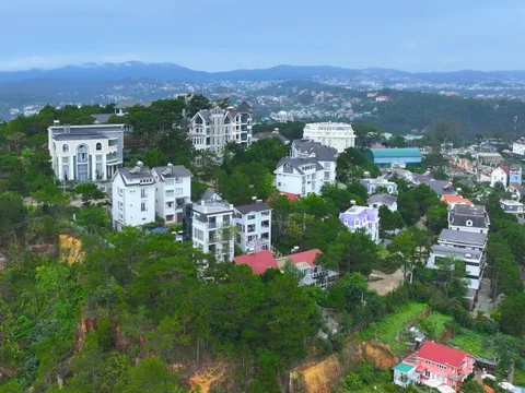 Làm rõ vụ mất 820 cây thông tại Khu du lịch Nam Hồ