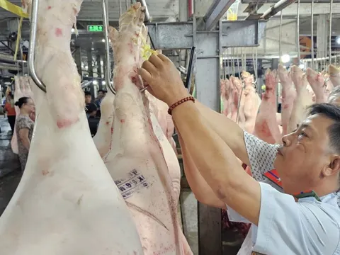 TP.HCM thí điểm sàn giao dịch thịt heo trong năm 2025