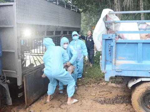Xử phạt chủ xe tải chở 58 con heo không rõ nguồn gốc trong vùng có dịch tả heo châu Phi