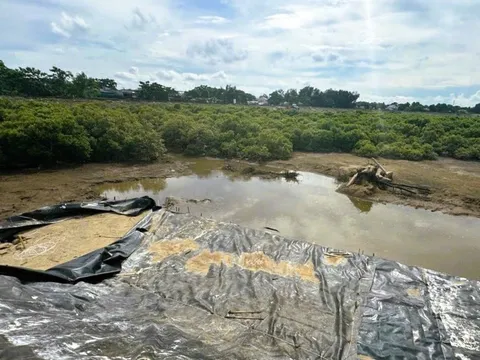 Thanh Hóa chỉ đạo chấm dứt tình trạng nuôi tôm trái phép, gây ô nhiễm môi trường