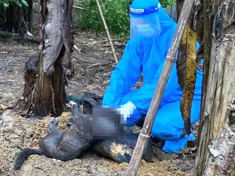 Bị chó cắn, cả gia đình phải tiêm phòng: Nỗi lo bệnh dại lan rộng ở Đà Nẵng